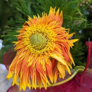 Meet your Posher, Richard